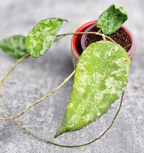 Hoya Caudata Aceh  High Splash  