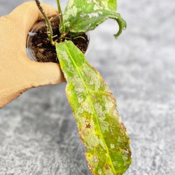 Hoya Undulata Silver Purpul  