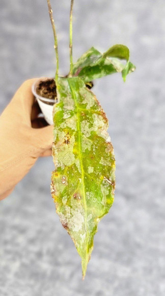 Hoya Undulata Silver Purpul Hoya Undulata Silver Purpul