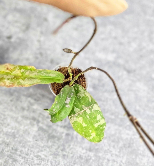 Hoya Undulata Silver Purpul Hoya Undulata Silver Purpul
