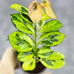 Hoya Australis Peacock 