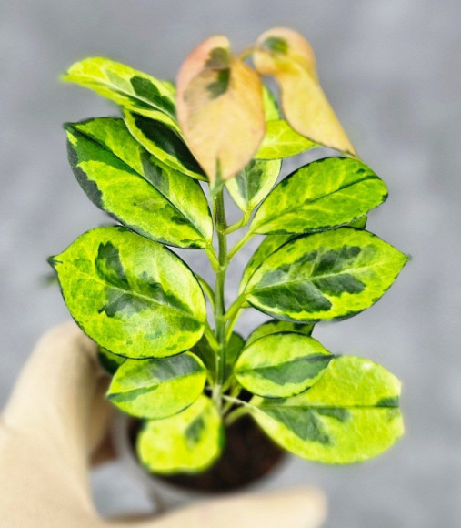 Hoya Australis Peacock Hoya Australis Peacock