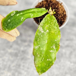 Hoya Undulata Red Leaf 