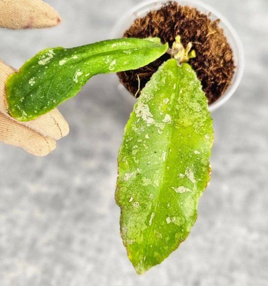 Hoya Undulata Red Leaf Hoya Undulata Red Leaf