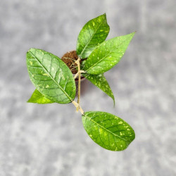 Hoya Sp. Aceh Cinta Fitri