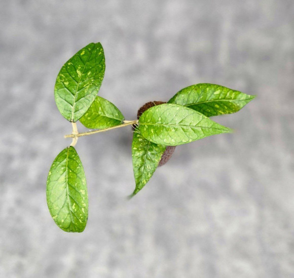 Hoya Sp. Aceh Cinta Fitri Hoya Sp. Aceh Cinta Fitri