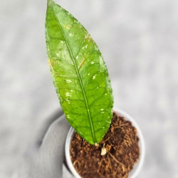 Hoya Sp. Aceh Badak Uken 