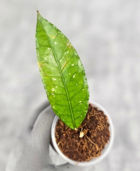 Hoya Sp. Aceh Badak Uken 