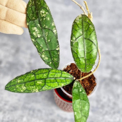 Hoya Clemensiorum Aceh #003         