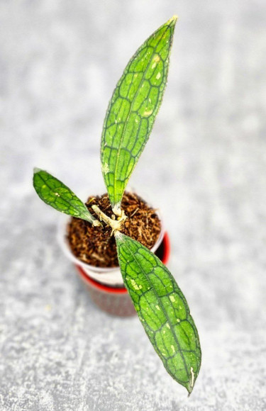 Hoya Clemensiorum Aceh #016