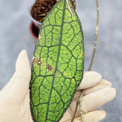 Hoya Clemensiorum Aceh ar #140