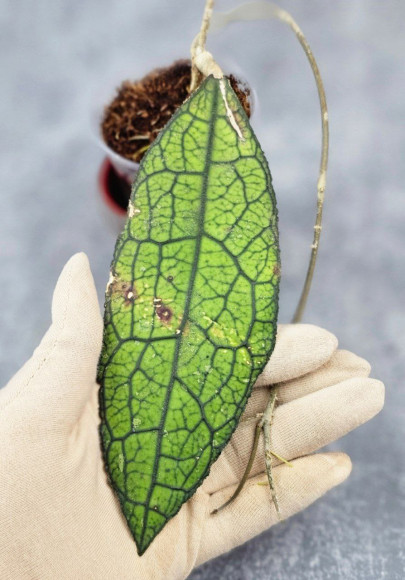 Hoya Clemensiorum Aceh ar #140