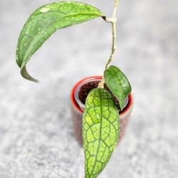 Hoya Clemensiorum Sumatra  #003