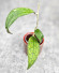 Hoya Clemensiorum Sumatra  #003