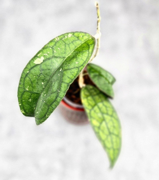 Hoya Clemensiorum Sumatra #003 Hoya Clemensiorum Sumatra #003