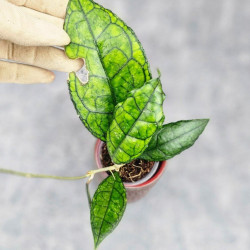 Hoya Clemensiorum Sarawak #002 