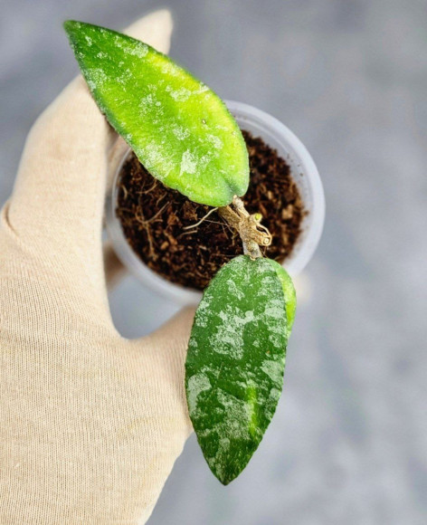 Hoya Caudata Aceh Hoya Caudata Aceh