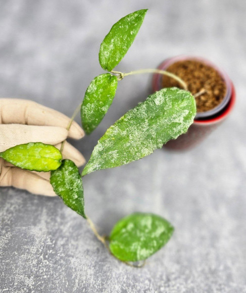 Hoya Caudata Aceh High Splash Hoya Caudata Aceh High Splash