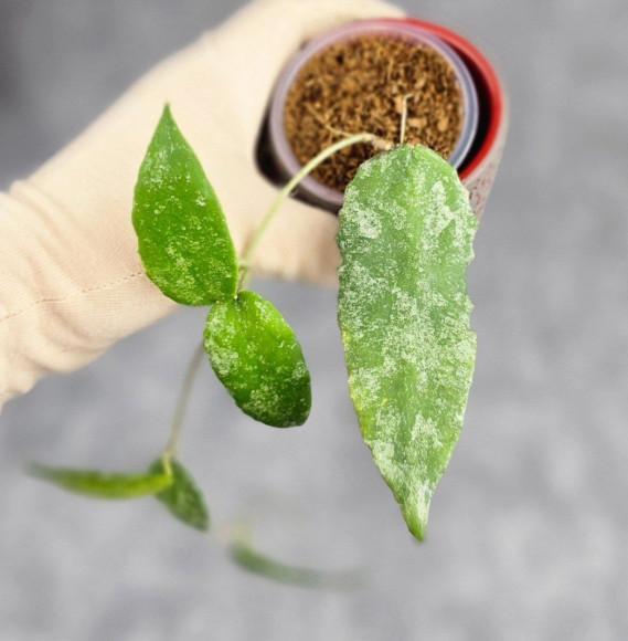 Hoya Caudata Aceh High Splash Hoya Caudata Aceh High Splash