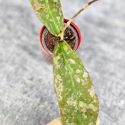 Hoya Undulata Silver Purpul  