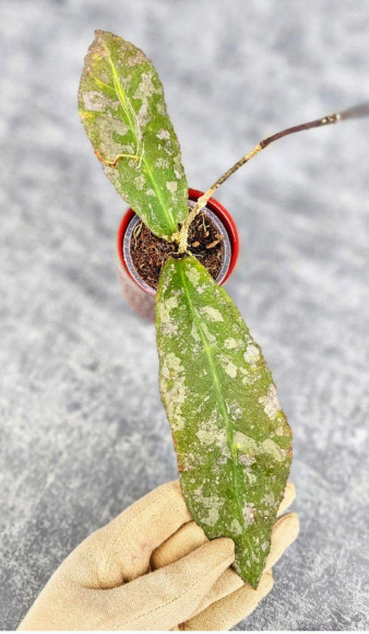Hoya Undulata Silver Purpul  