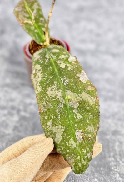 Hoya Undulata Silver Purpul Hoya Undulata Silver Purpul