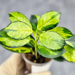 Hoya Australis Peacock