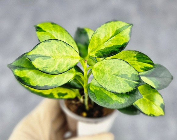 Hoya Australis Peacock