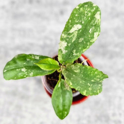 Hoya Undulata Red Leaf  