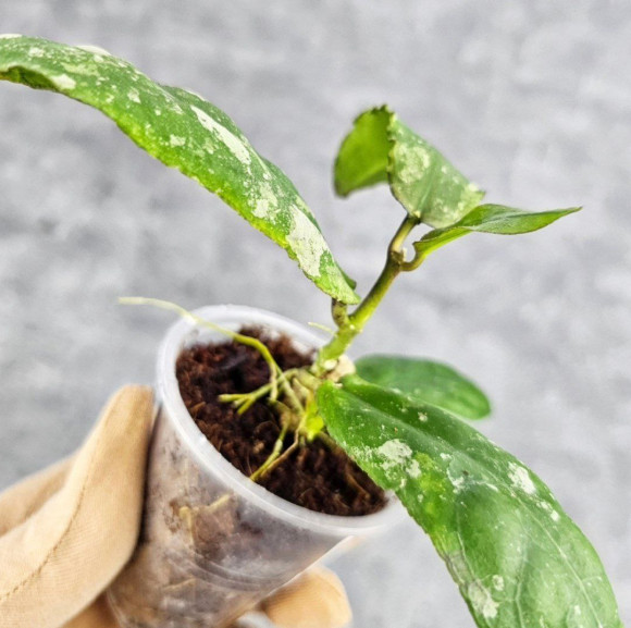 Hoya Undulata Red Leaf Hoya Undulata Red Leaf