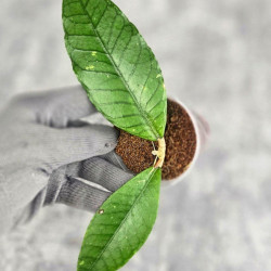 Hoya Sp. Aceh Badak Uken 