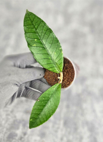 Hoya Sp. Aceh Badak Uken Hoya Sp. Aceh Badak Uken