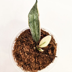 Hoya  Lacunosa Lumina  