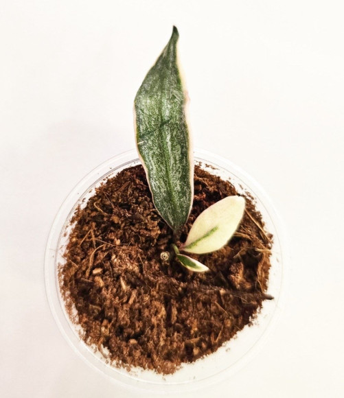 Hoya  Lacunosa Lumina  