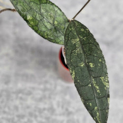 Hoya Clemensiorum Aceh #003          