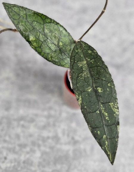 Hoya Clemensiorum Aceh #003          