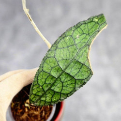 Hoya Clemensiorum Aceh #030