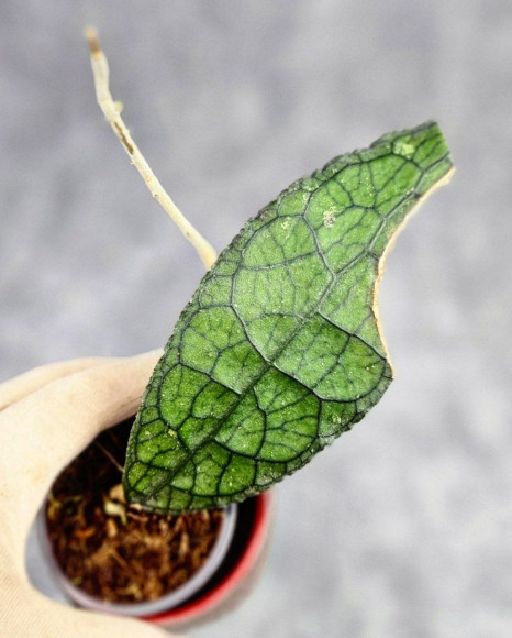 Hoya Clemensiorum Aceh #030 Hoya Clemensiorum Aceh #030