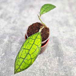 Hoya Clemensiorum Aceh ar #143