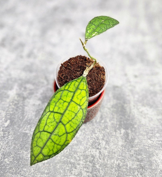 Hoya Clemensiorum Aceh ar #143