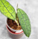 Hoya Clemensiorum Aceh ar #143