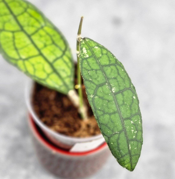 Hoya Clemensiorum Aceh ar #143 Hoya Clemensiorum Aceh ar #143