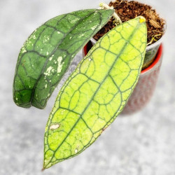 Hoya Clemensiorum Sumatra  #003 