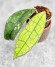 Hoya Clemensiorum Sumatra  #003 