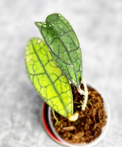 Hoya Clemensiorum Sumatra #003 Hoya Clemensiorum Sumatra #003