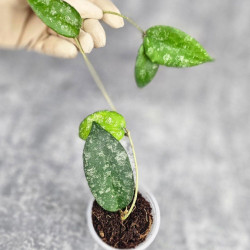 Hoya Caudata Aceh  High Splash  