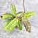 Hoya Undulata Silver Purpul  