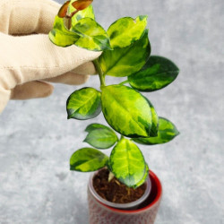 Hoya Australis Peacock 