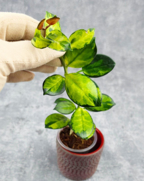 Hoya Australis Peacock 