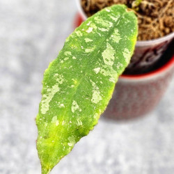 Hoya Undulata Red Leaf   